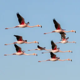 flamingo flying together