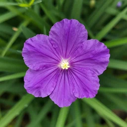 a purple sunshine