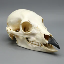 bird victorian style avian skull of a bird with black beak
