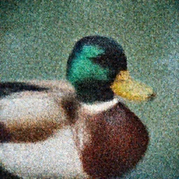 A closeup film photography of a Duck, photo bySlim Aarons, award winning, 4K