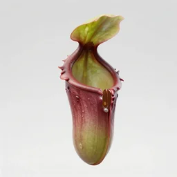 futuristic nepenthes mecha pitcher plant body, sepals forming helmet, floral details, nepenthes, 8 k hd resolution, barbatos gundam with floral inlay, bandai box art, star wars, makoto kobayashi, frank gehry, raymond swanland