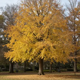 photo of a tree showing all for seasons at the same time, photorealistic