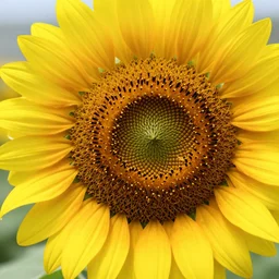 a 4 k photorealistic photo close up of a sunflower.
