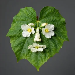 professional photograph of a plant with leaves and flowers that look like a human face