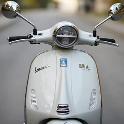 the face of a vespa bellutina,