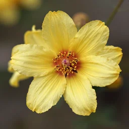 goldenseal