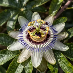“ a scan of a wild passionflower in the style of the voynich manuscript illustrations ”