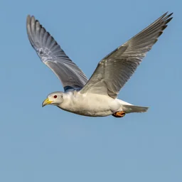 Lopado­temacho­selacho­galeo­kranio­leipsano­drim­hypo­trimmato­silphio­karabo­m­katakechy­meno­kichl­epi­kossypho­phatto­perister­alektryon­opte­kephallio­kigklo­peleio­lagoio­siraio­baphe­tragano­pterygon