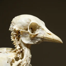 bird heads made of bone structure, with diapsid with a pre - lachrymal fossa, a single occipital condyl, macro photograph by naturalist museum