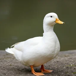 photo of a pure white duck
