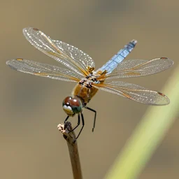 award-winging macrophotography of dragonfly wings, Ultra HD, 4k, 8k