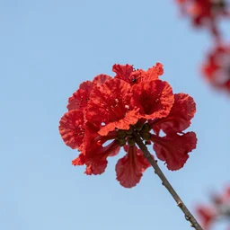 sky red flower