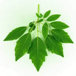 moringa leaves, moringa oleifera, leaves, green, high contrast, natural, organic, halftone dots
