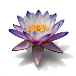colorful water lily, high detail photograph, full body, isolated on a pure white background, centered, entire subject in frame, sharp focus, soft studio lighting