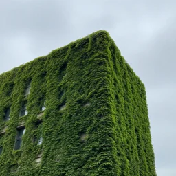 a building little bit covered with small green leaves under a cloudy sky,high detailes