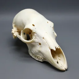 fossilized bird head birdskull portrait bones, studio lighting, museum exhibit, 3 5 mm