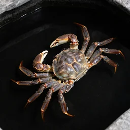 crab swimming in black water pool