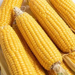 corn everywhere