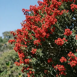 hd photograph of manzanita