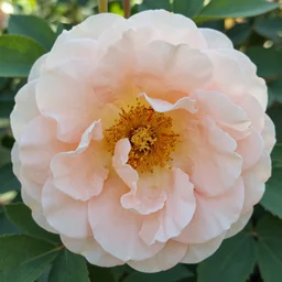 close up of big flower, backlight green leaves, soft colours