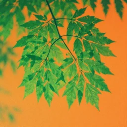 album cover, moringa, jazz fusion, leaves, vaporwave art, green color, orange color