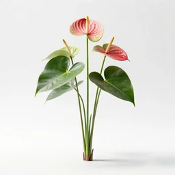 majestic anthurium, clean 3d render, full body, isolated on a pure white background, centered, entire subject in frame, sharp focus, soft studio lighting