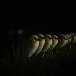 a row of fat bearded reedlings, at night, soft low light