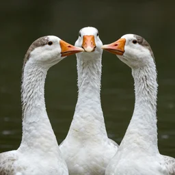 Gigachad goose, photorealistic, beautiful, symmetric