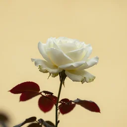 red leaf white rose yellow sky