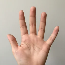 a hand with five fingers
