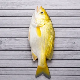fish mugshot for possessing yellow - and - white colors