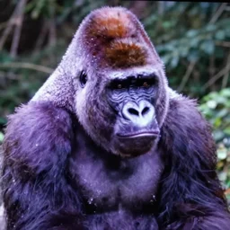 photo of a purple giant gorila rare footage low quality zoom, 1 9 7 0 s