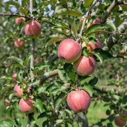 apples growing on trees