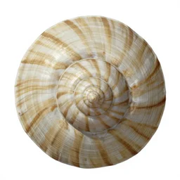 bivalve, sea shell, mystery of the deep, quahogs. greg rutkowski, gustavo dore, national geographic, spiral, mollusc.