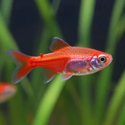 photograph of a red neon tetra fish, close-up, photo-realistic, depth of field