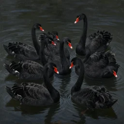 black swans all mixed together in the dark waters. by andrew wyeth, john dollman and nicola samori