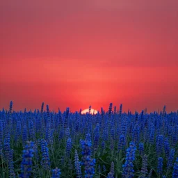 red sky blue flower