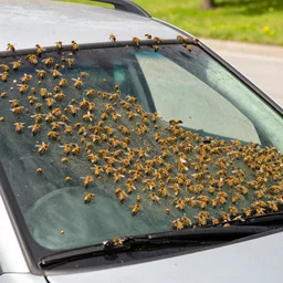 a car filled with bees