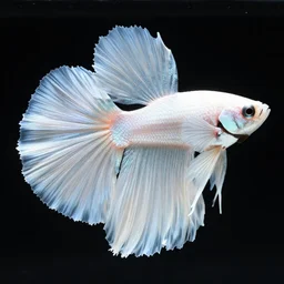 a swirling iridescent white betta fish with long swirling fins, black-water-background