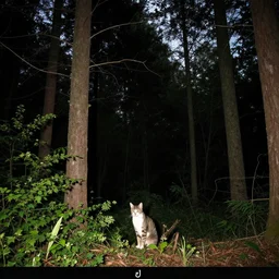 a catgirl caught on midnight trail cam, night, tall trees