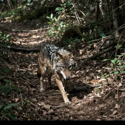 werewolf caught on a trail cam