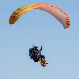 close - up of a paragliding grizzly, stock photo