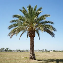 a huge palm poking out of the ground, pegricter.