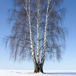 birch tree, winter, sweden, digital art, intricate, hyper detailed, artstation, concept art, smooth, sharp focus, ray tracing, vibrant, photorealistic