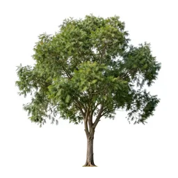 a photo of an ohia lehua tree