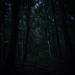 the most terrifying thing you can see in the woods at night