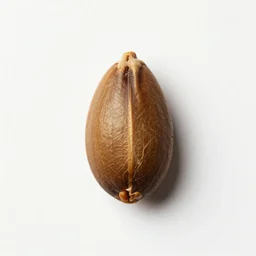a single seed on a white background by rene magritte