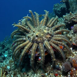 deep sea creatures