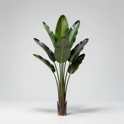 iridescent bird of paradise plant, professional studio photo, full body, isolated on a pure white background, centered, entire subject in frame, sharp focus, soft studio lighting