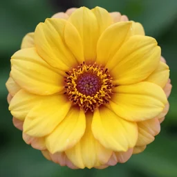 a flower with people petals